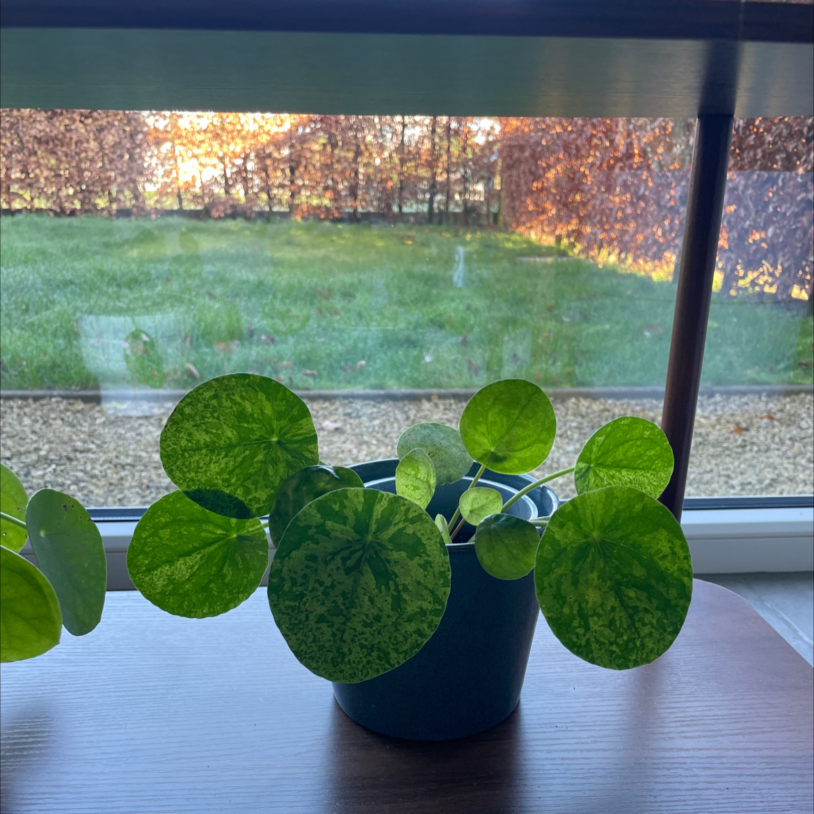 Photo of the plant species Pilea Splash by @bloom4 named Bodhi on Greg, the plant care app
