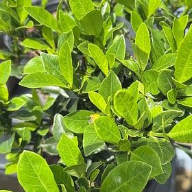 Photo of the plant species Gardenia 'Jubilation' by @FoxyEuropeanash named Gardenia on Greg, the plant care app