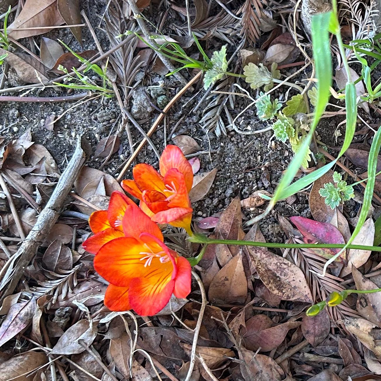 Photo of the plant species Crocosmia 'lucifer' by @DesertGreen named Under (In Shade), Honor Bamboo on Greg, the plant care app