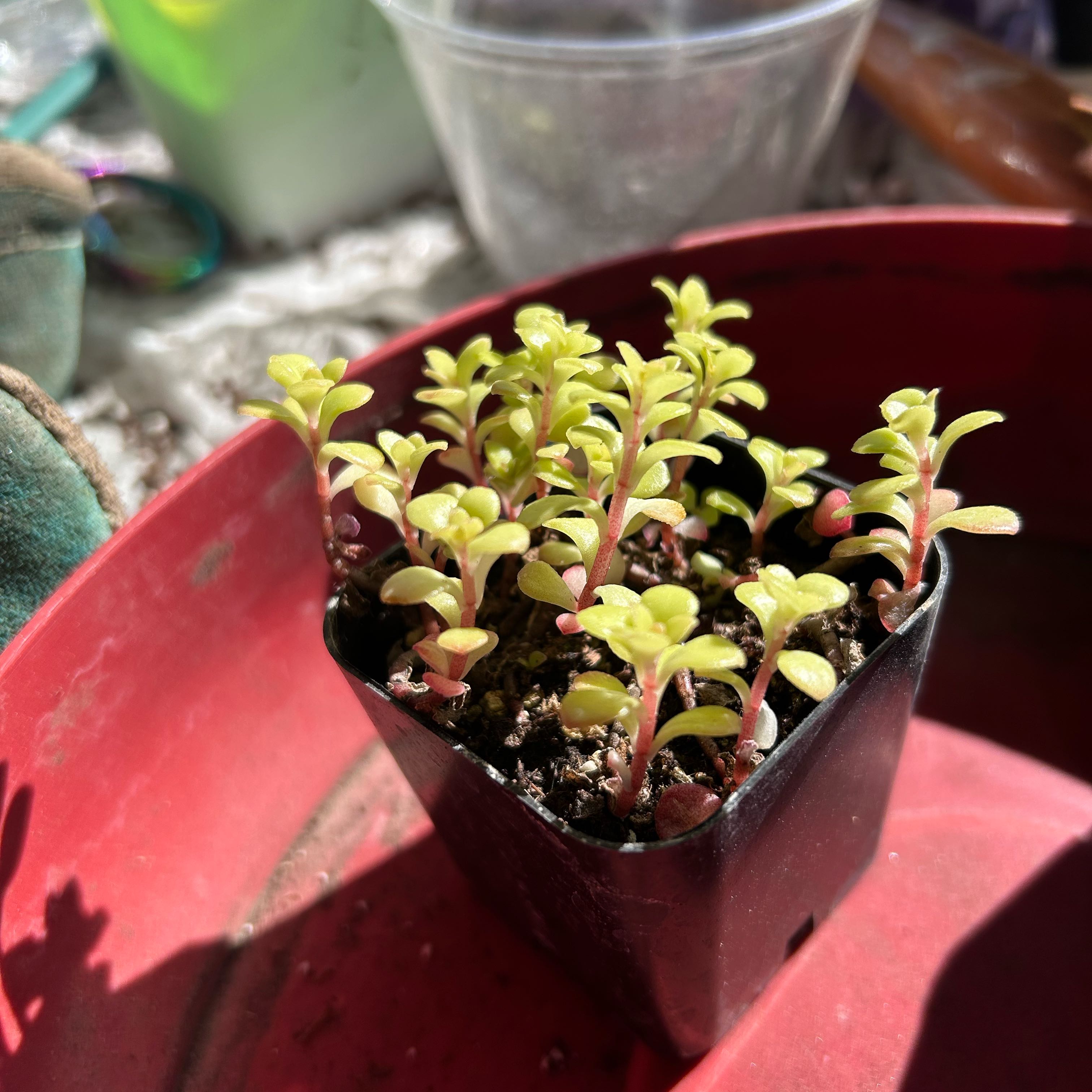 Photo of the plant species Golden Japanese Stonecrop by @DesertGreen named Delilah on Greg, the plant care app