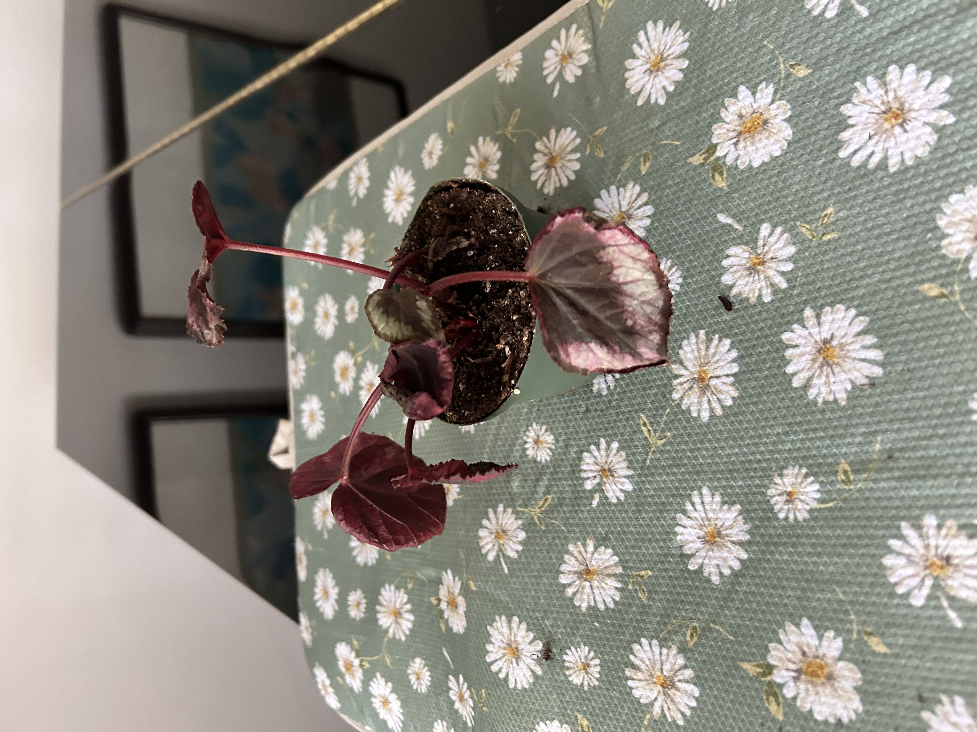 Photo from the post