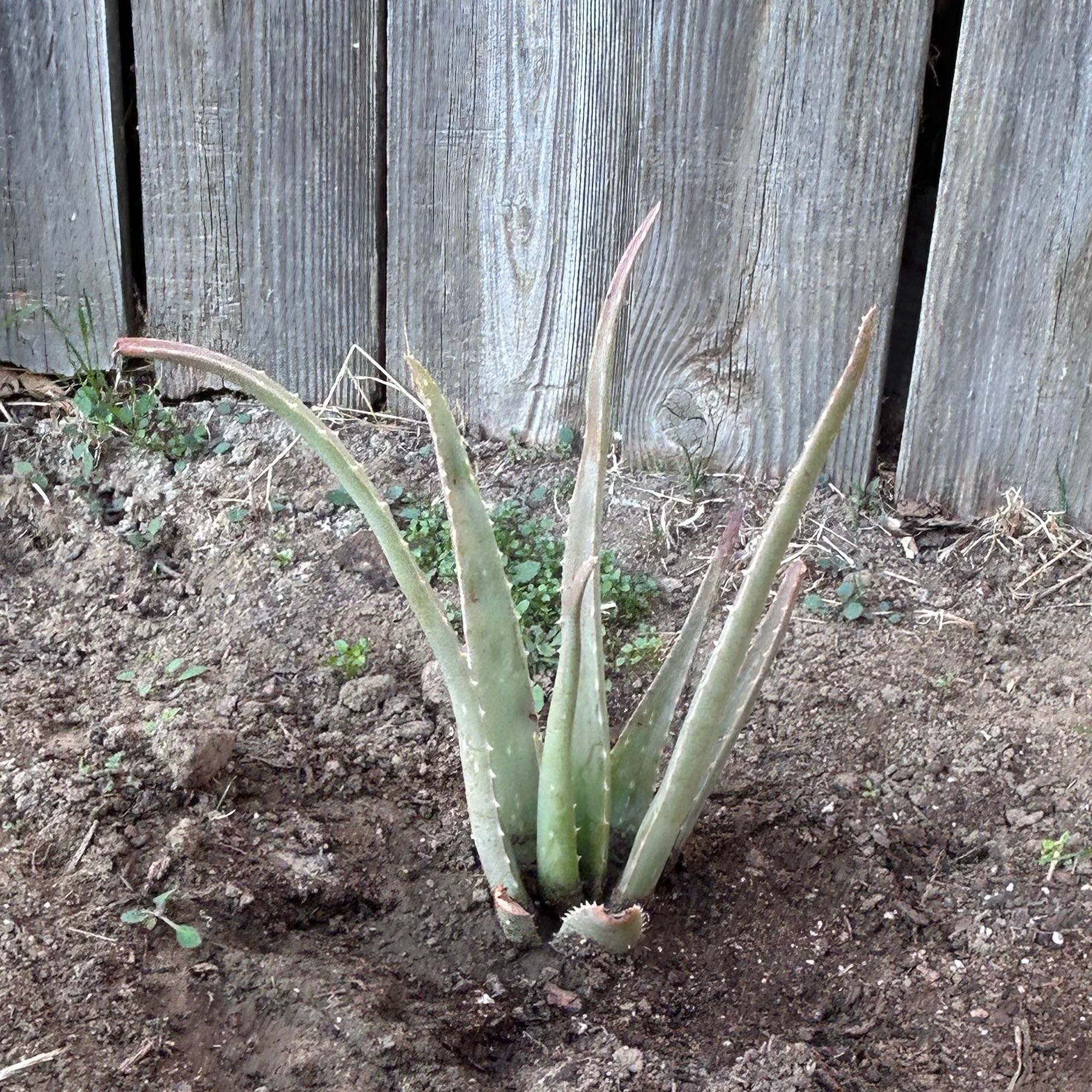 Photo of the plant species Blue Aloe by @DesertGreen named da Vinci on Greg, the plant care app