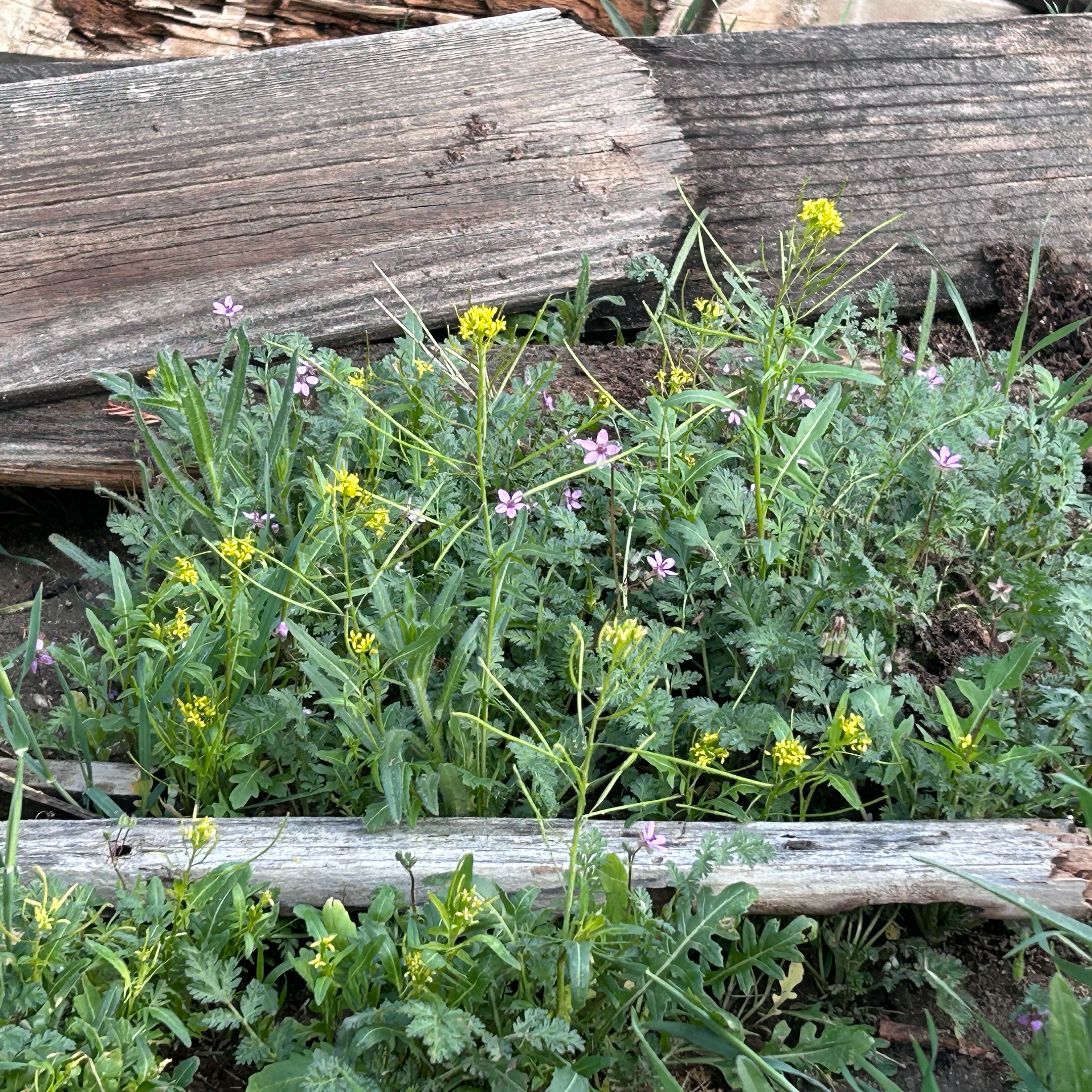 Photo of the plant species Annual Wallrocket by @DesertGreen named Miley on Greg, the plant care app