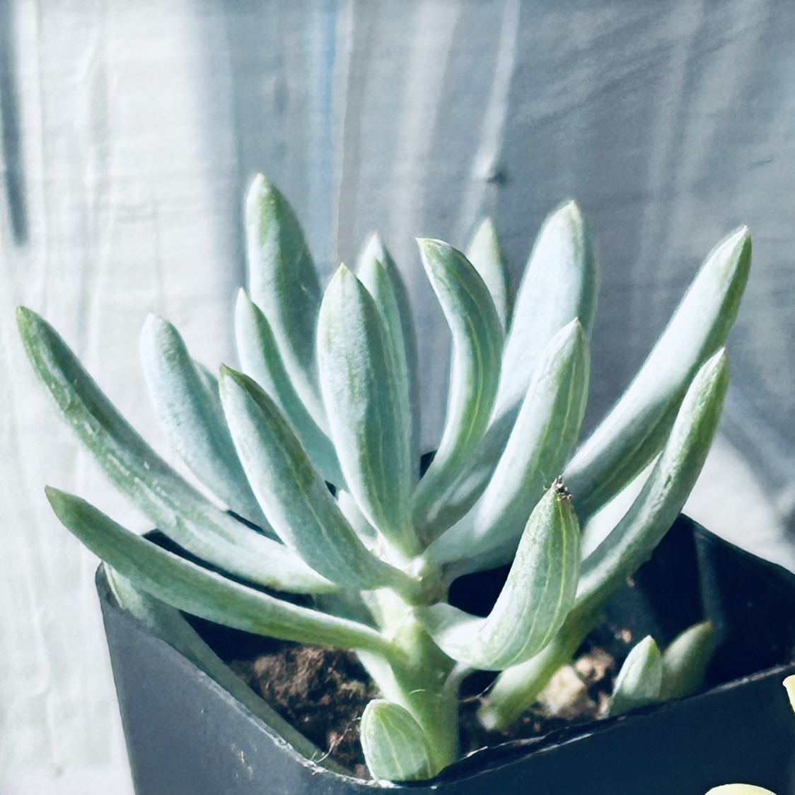 Photo of the plant species Blue Chalksticks by @DesertGreen named Willow on Greg, the plant care app