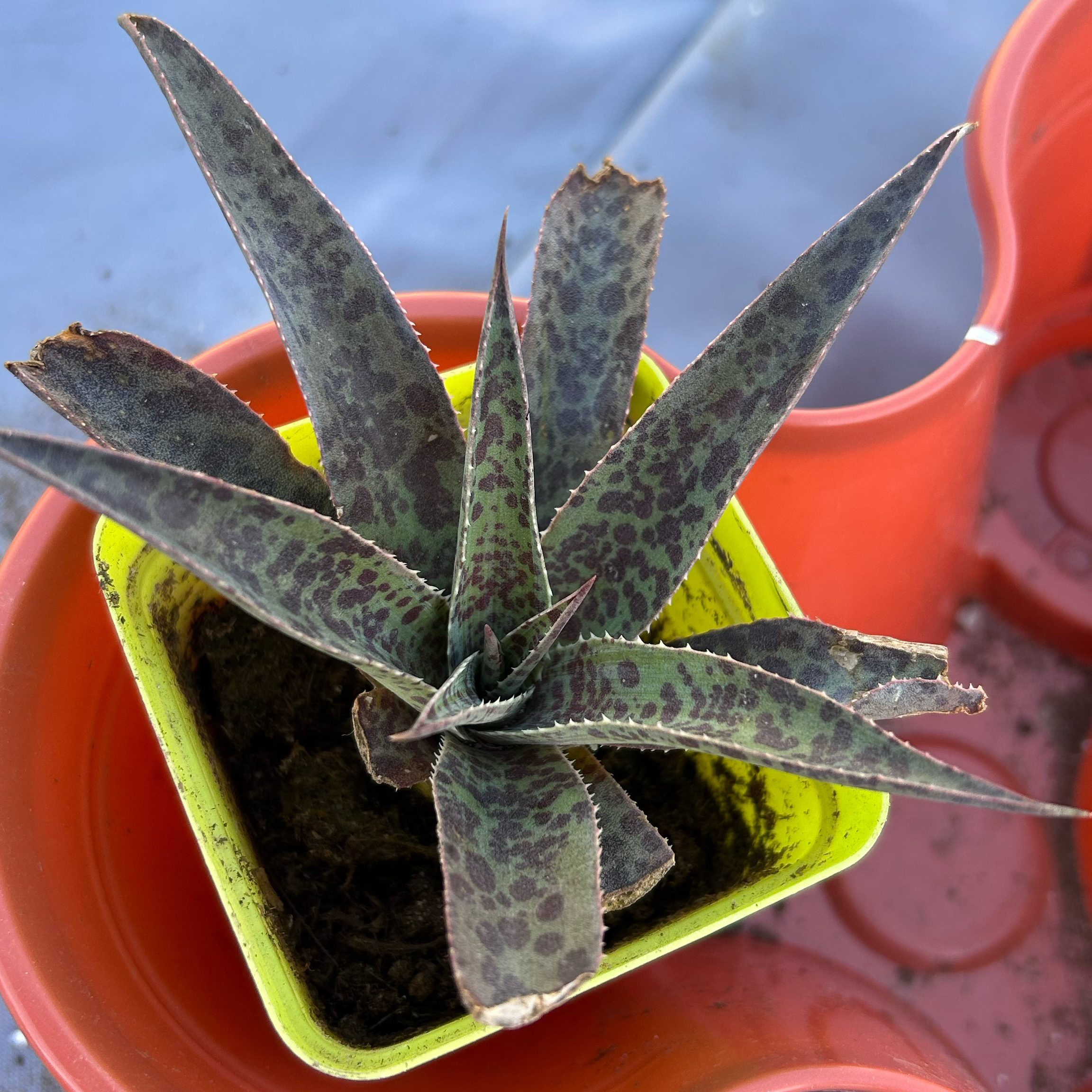 Photo of the plant species Inkblot Mangave by @DesertGreen named Spike on Greg, the plant care app