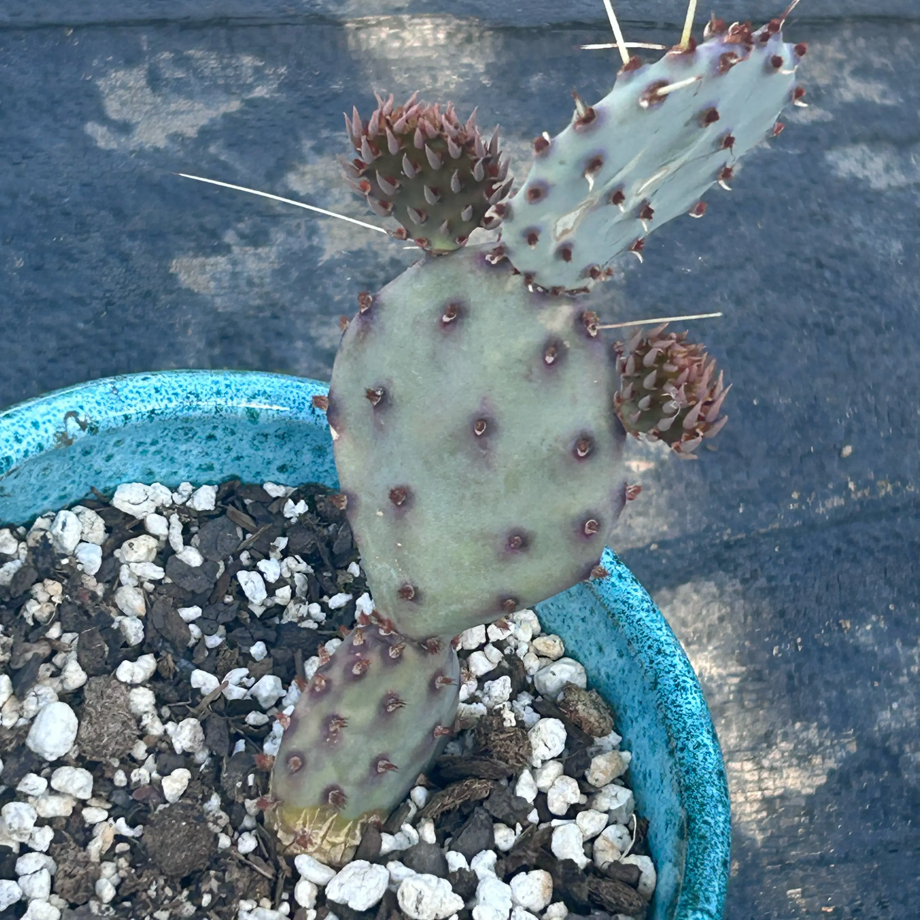 Photo of the plant species Santa Rita Prickly Pear 'Album' by @DesertGreen named Purple Margarita on Greg, the plant care app