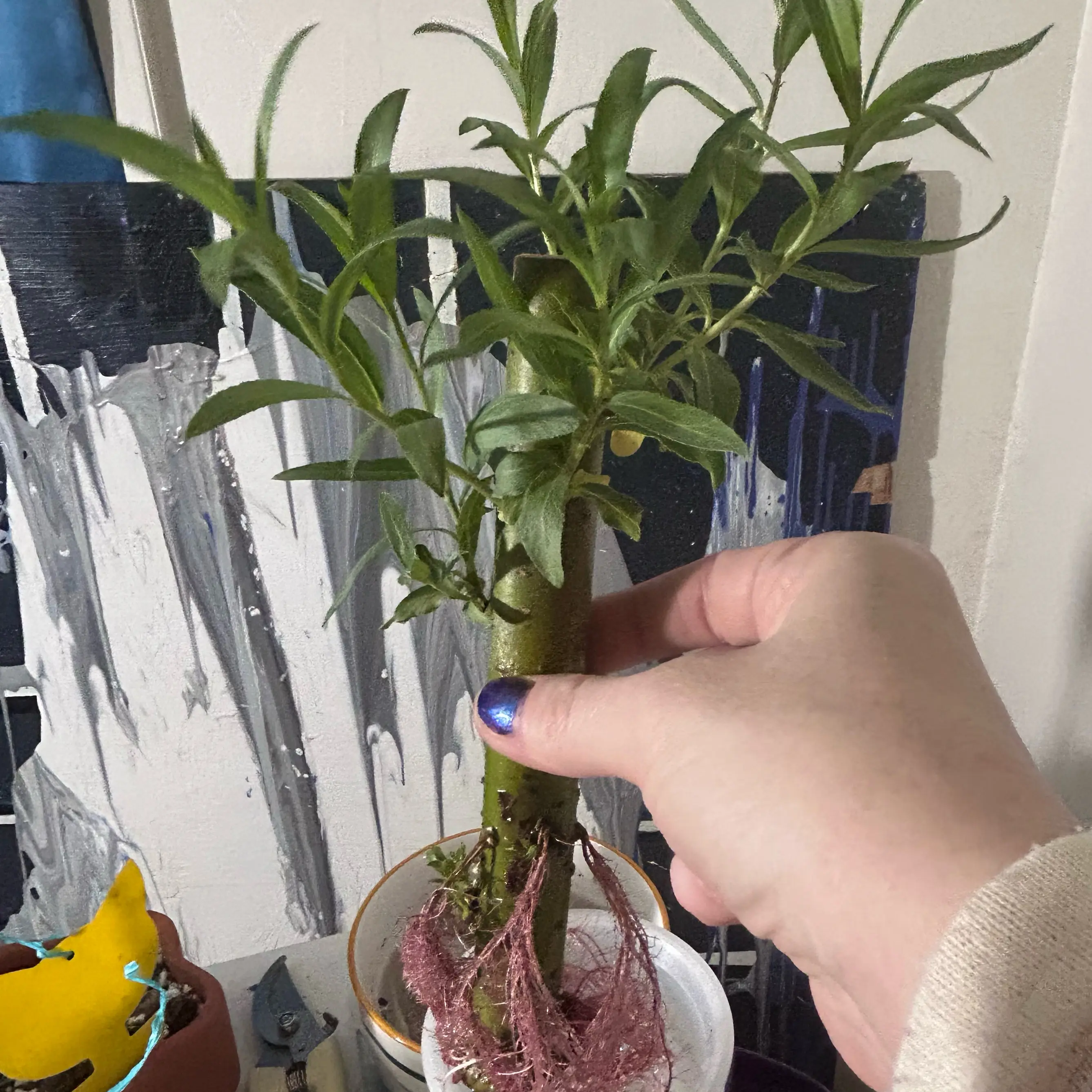 Photo of the plant species Austree Hybrid Willow by @DesertGreen named Willy Joe on Greg, the plant care app
