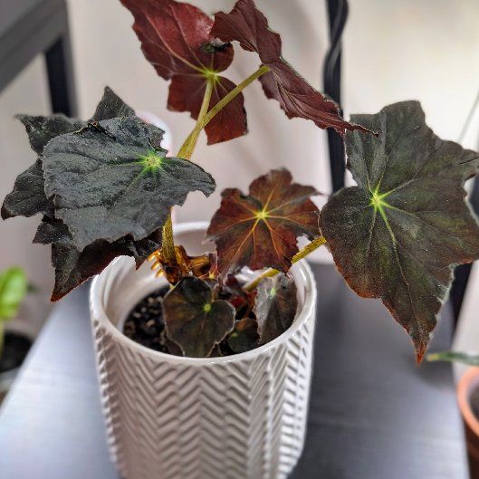 Photo of the plant species Begonia 'Joe Hayden' by @SubtleMaypop13 named Begonia Joe Hayden on Greg, the plant care app