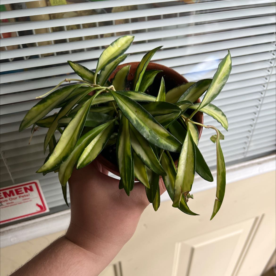 Variegated Hoya wayetii plant in a small pot held by a hand, showing green and yellow variegated leaves.