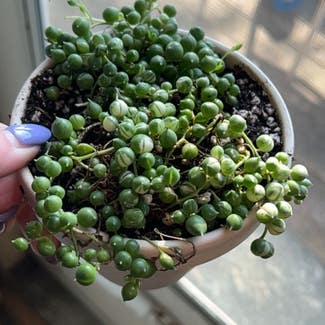 Variegated String of Pearls plant in Des Plaines, Illinois