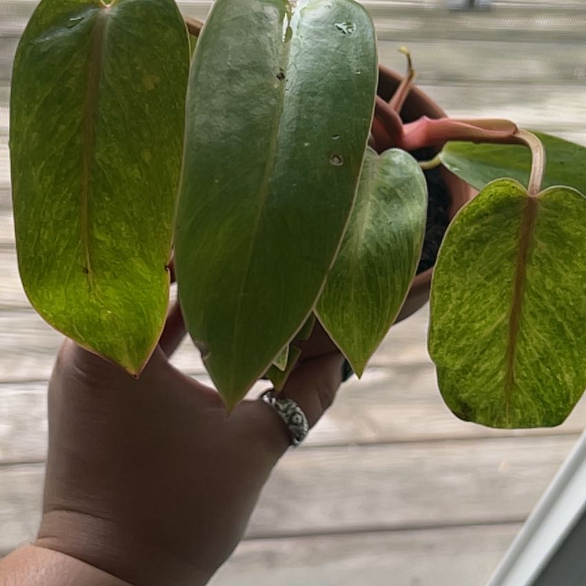 Philodendron 'Painted Lady' plant with several healthy leaves, held by a hand.