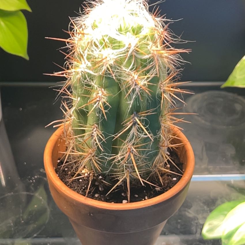Old Man of the Andes cactus in a small pot with visible soil, well-framed and in focus.