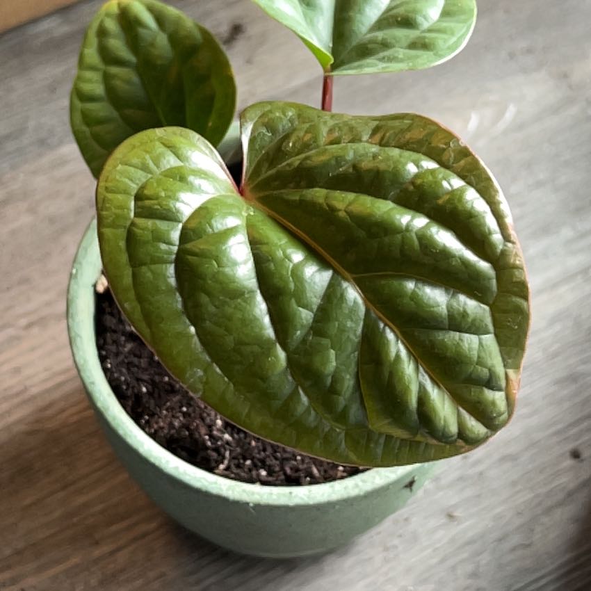 Potted Anthurium Radicans x Luxurians with healthy, glossy green leaves.
