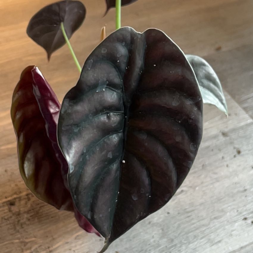 Alocasia ‘Red Secret’ plant with dark, glossy, wavy leaves.