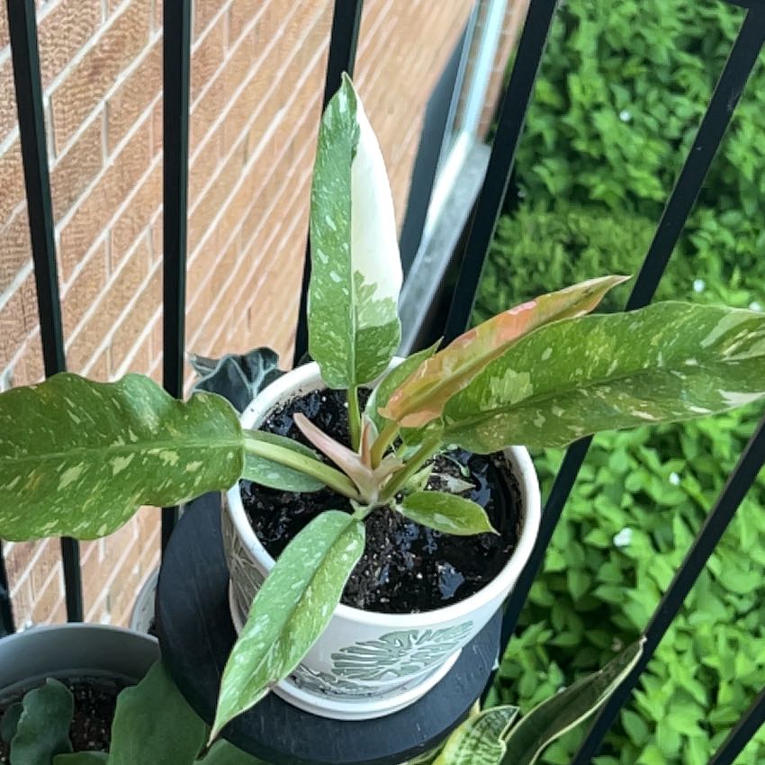 Philodendron 'Ring of Fire' plant in a pot with variegated leaves.