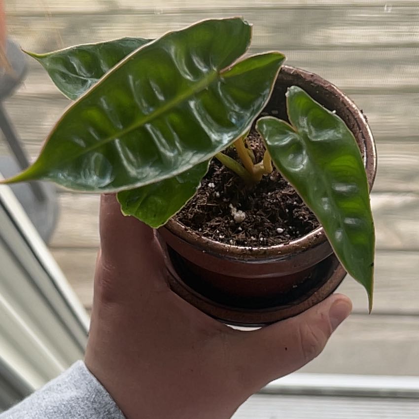 A healthy Philodendron billietiae plant in a small pot, held by a hand.