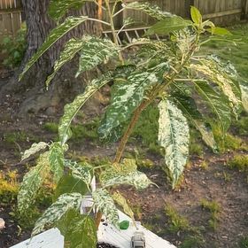 Photo of the plant species Clown Fig by @honeyyvoiced named Bojangles on Greg, the plant care app