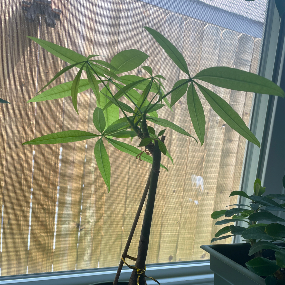 Money Tree plant photo by @EmPlants named Tree 🌴 on Greg, the plant care app.