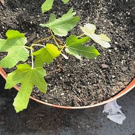 Photo of the plant species Fignomenal Fig Tree by @StockyTaraire named Winston on Greg, the plant care app