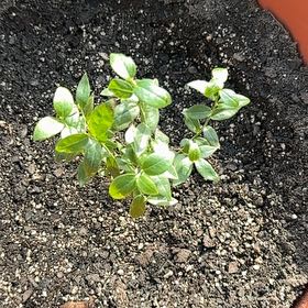 Photo of the plant species Top Hat Blueberry by @StockyTaraire named Blue Cantrell on Greg, the plant care app