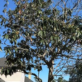 Photo of the plant species Tree Rhododendron by @StockyTaraire named Foxxy on Greg, the plant care app