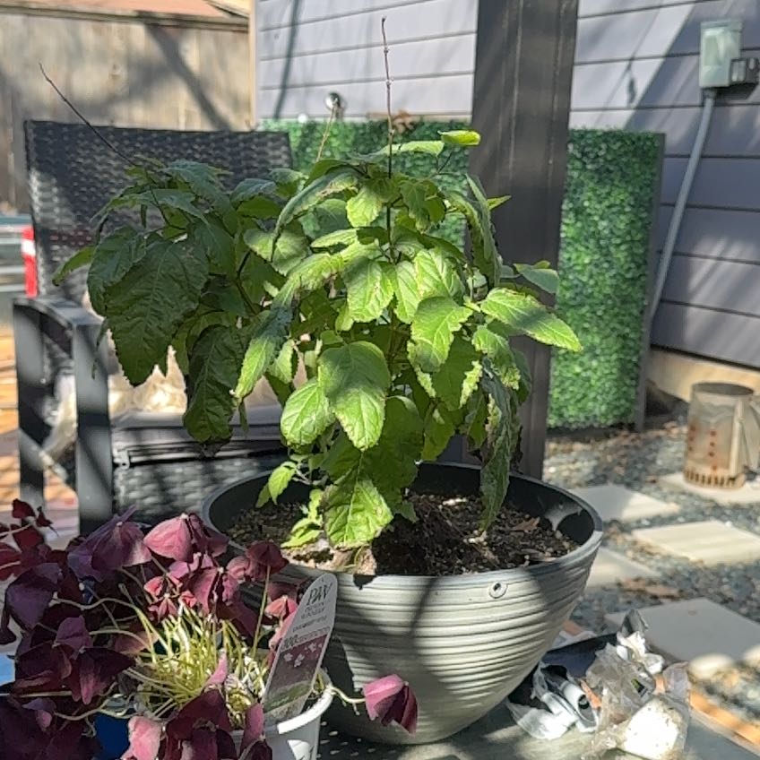 Photo of the plant species Black and blue salvia by @LadyPiperaceae named Beyonce on Greg, the plant care app