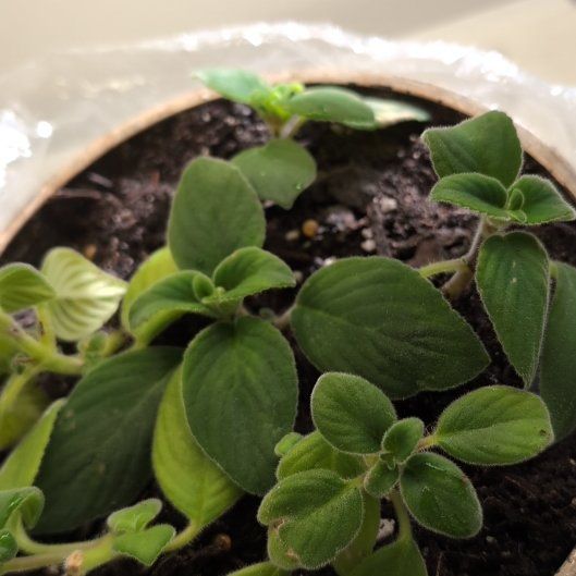 Photo of the plant species Streptocarpella 'Blue' by @TolerantLychee named Captain Plant-it on Greg, the plant care app