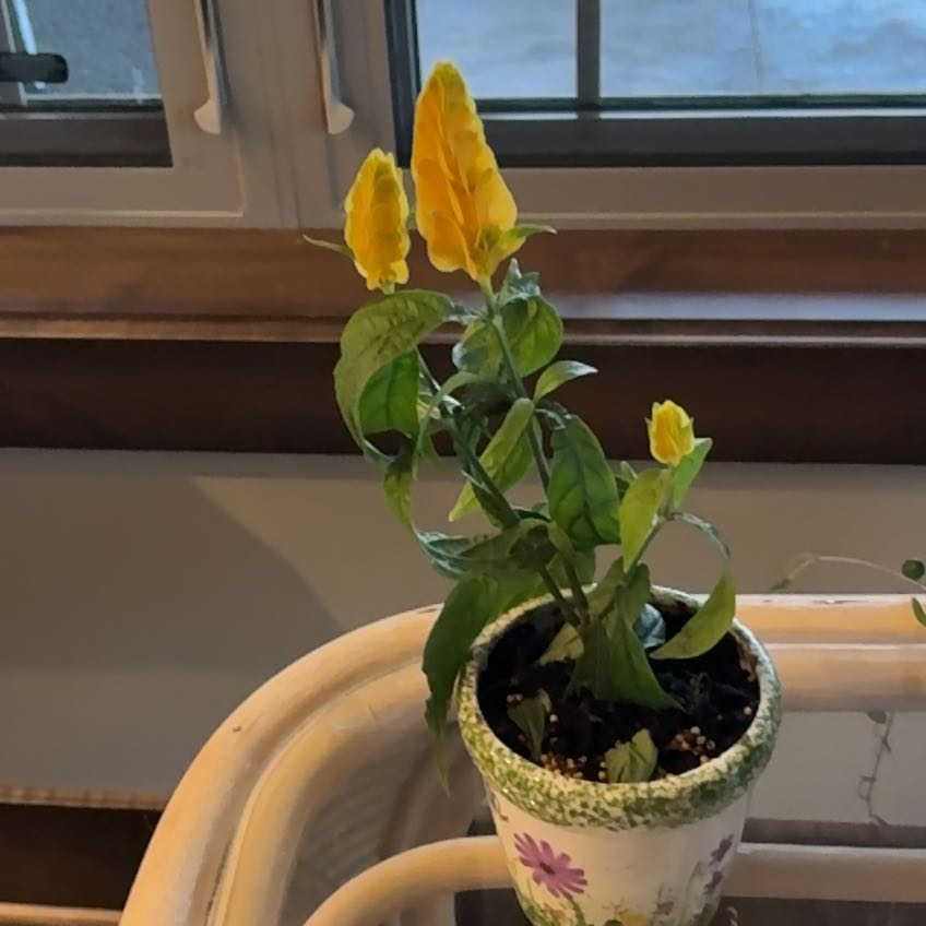 Photo of the plant species Shrimp Plant by Anita named Delilah on Greg, the plant care app