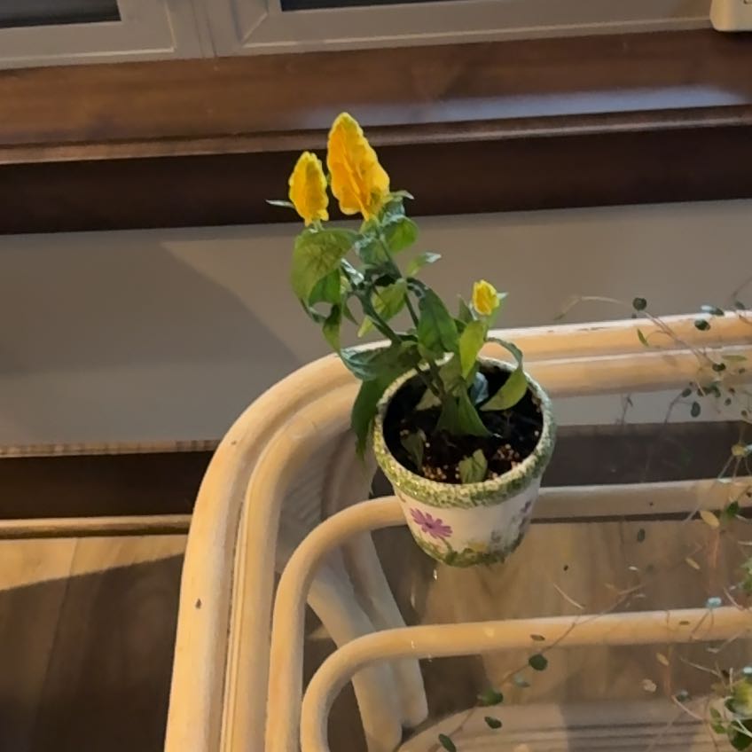 Photo of the plant species Shrimp Plant by Anita named Emerson on Greg, the plant care app