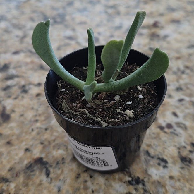 Photo of the plant species Elkhorn Plant by @WhizApricot14 named Delilah on Greg, the plant care app