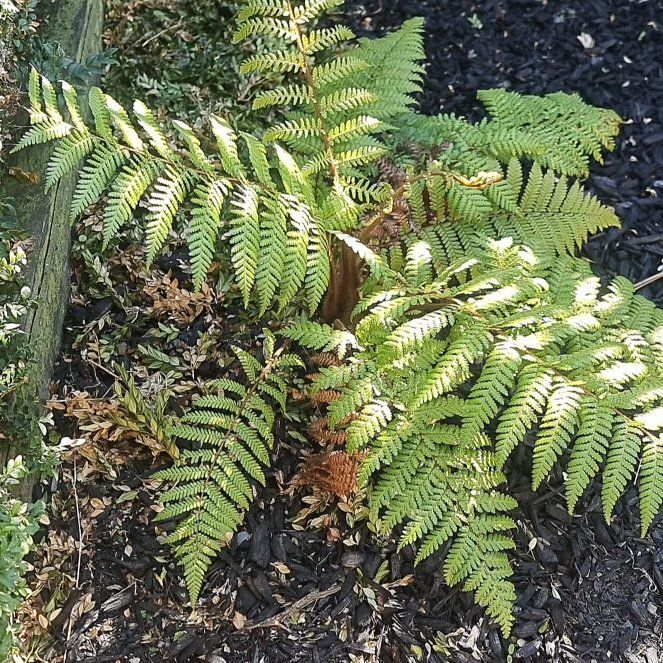 Photo of the plant species Pteridium esculentum by @MeekPersianlily named Dax on Greg, the plant care app