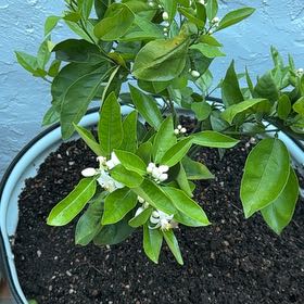 Photo of the plant species Orange Tree by @WholePepper16 named Anne on Greg, the plant care app