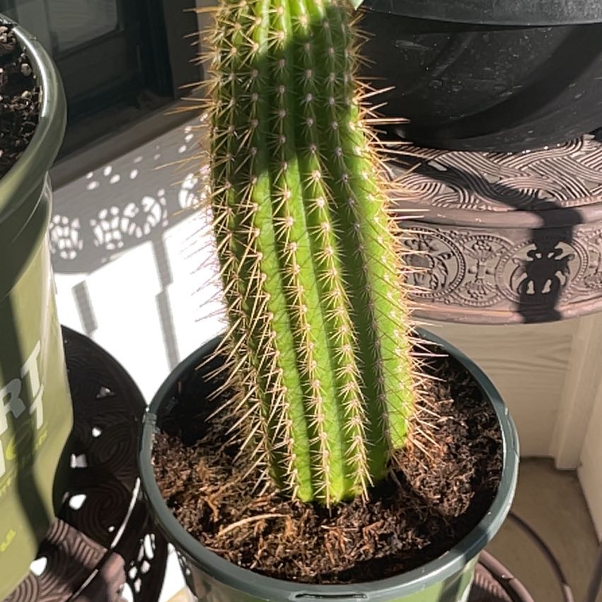 Photo of the plant species Tricholobivia 'Blushie' by @SoundlyPurei15 named Khaleesi on Greg, the plant care app