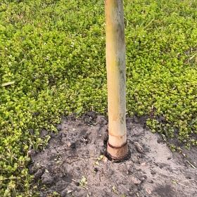 Photo of the plant species Wodyetia by @ManlyPhalsa67 named Athena on Greg, the plant care app