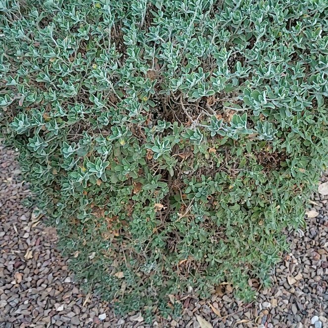 Photo of the plant species Strathmore Weed by @CivicYuzutree12 named ChloroPhil on Greg, the plant care app