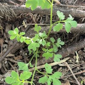 Photo of the plant species Smallflower Nemophila by @HunkyWaxivy49 named Anne on Greg, the plant care app