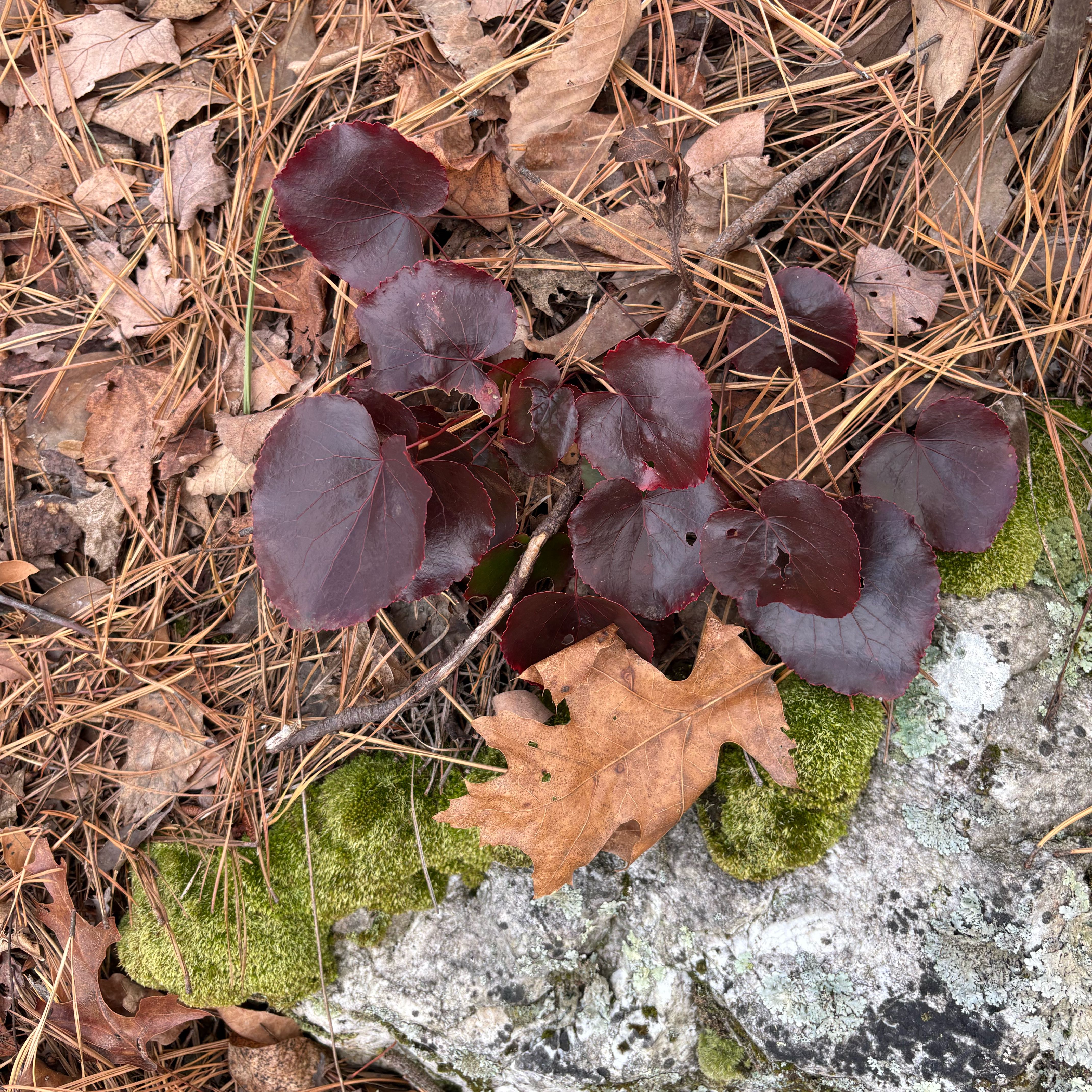 Photo of the plant species Beetleweed by @HunkyWaxivy49 named Nithin on Greg, the plant care app