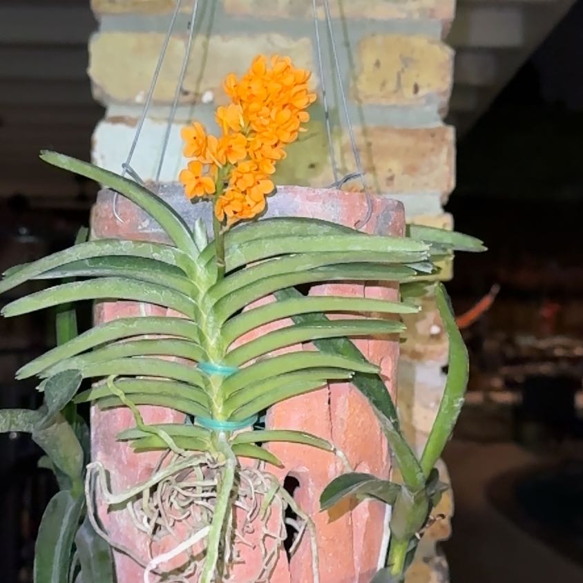 Photo of the plant species Vanda Ladda by @ZanyPachycormus named Juliette on Greg, the plant care app