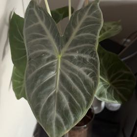 Photo of the plant species Elephant Ear 'Ivory Coast' by @WarmTearose35 named Kobe on Greg, the plant care app