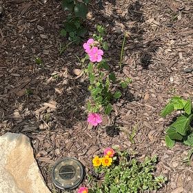 Photo of the plant species Pavonia Lasiopetala by @ShowyRivetwheat named Queen on Greg, the plant care app
