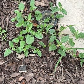 Photo of the plant species Threelobe False Mallow by @ShowyRivetwheat named Leaf Erickson on Greg, the plant care app