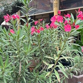 Photo of the plant species Oleander by @ShowyRivetwheat named Miley on Greg, the plant care app