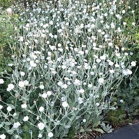 Photo of the plant species Rose Campion by @ShowyRivetwheat named Captain Plant-it on Greg, the plant care app