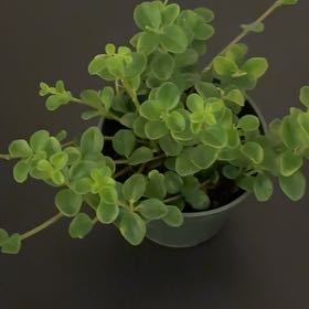 Photo of the plant species Peperomia Jitterbug by @YeahKawaka28 named Robert Plant on Greg, the plant care app
