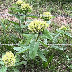 Photo of the plant species Curtiss' Milkweed by @SocialCoralaloe named Zion on Greg, the plant care app
