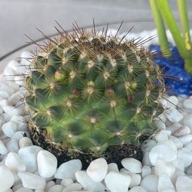 Photo of the plant species Mammillaria 'Ginsa Maru' by @JoyousMaitake60 named Sigmund on Greg, the plant care app