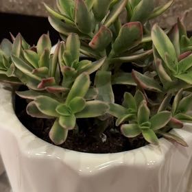 Photo of the plant species Crassula capitella subsp. capitella by @ExecThumbcactus named Daphne on Greg, the plant care app