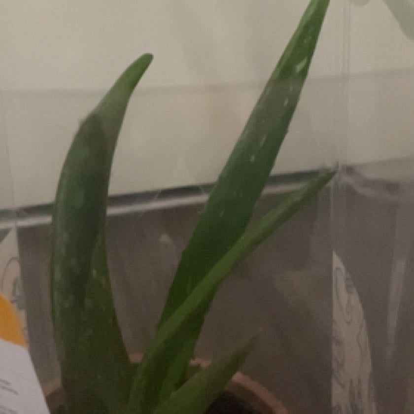 Photo of the plant species Aloe barbadensis by @ArdentRedpine named Shakira on Greg, the plant care app