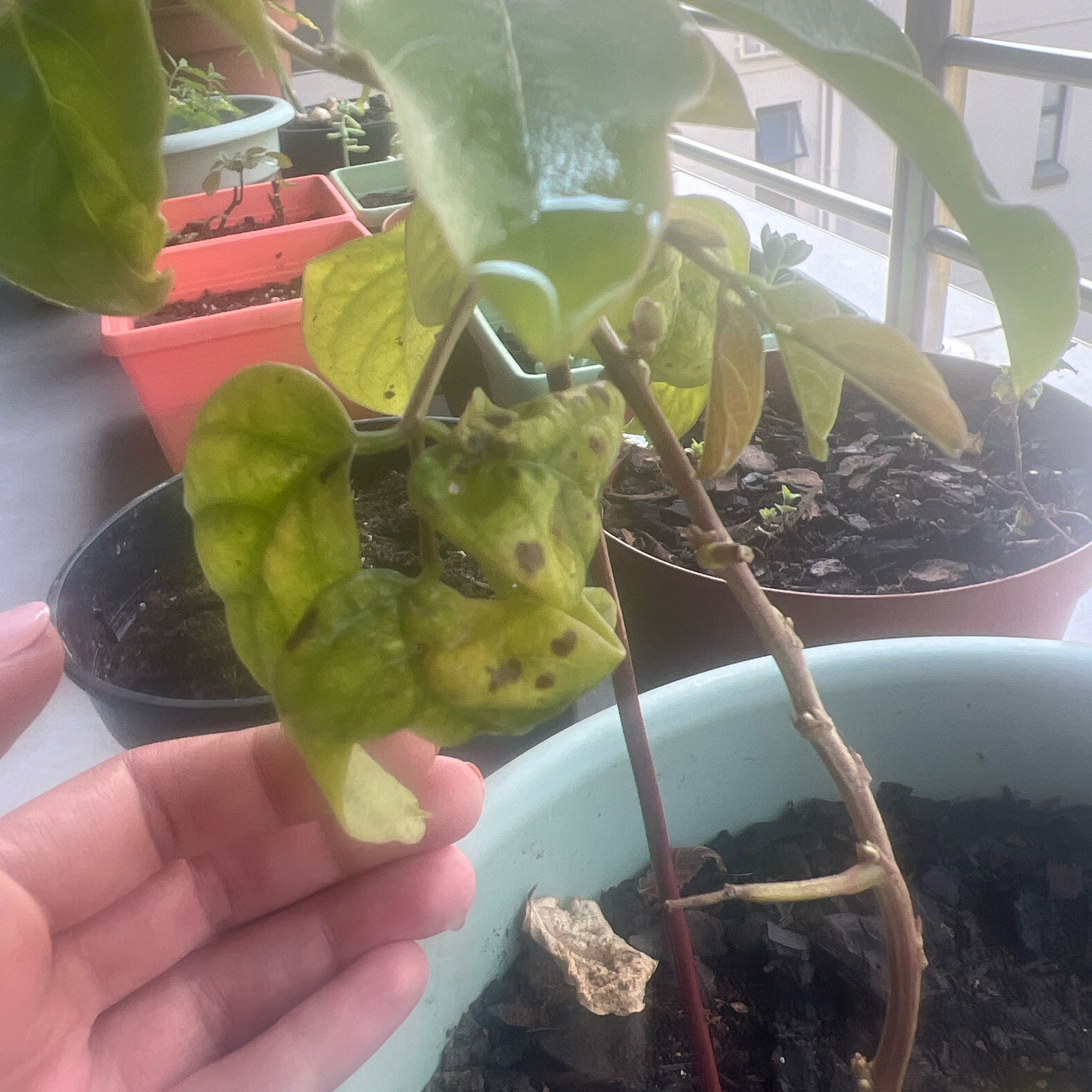 Photo of the plant species White beans by @Ally_pinna named Rihanna on Greg, the plant care app