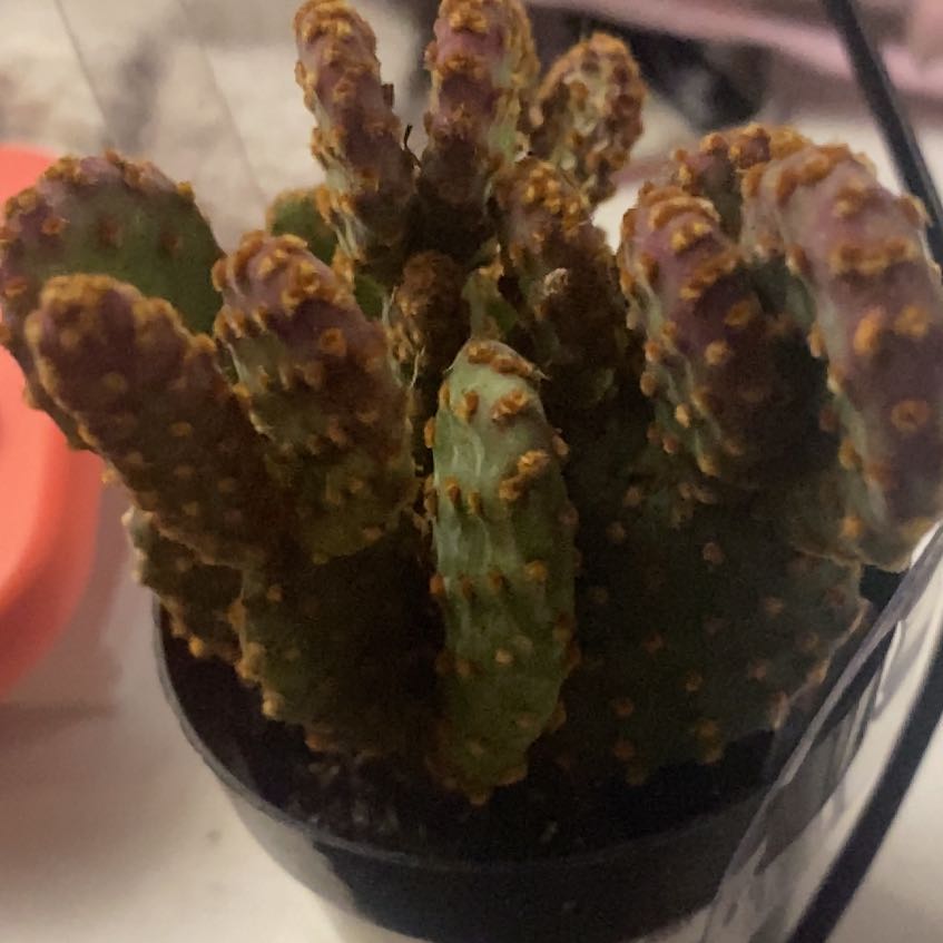 Photo of the plant species Miniature Cinnamon Cactus by @GreatestChaya named Mollie on Greg, the plant care app